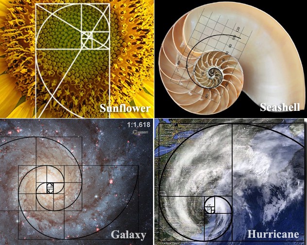Golden Ratio in Nature - Sunflower, Seashell, Galaxy, Hurricane